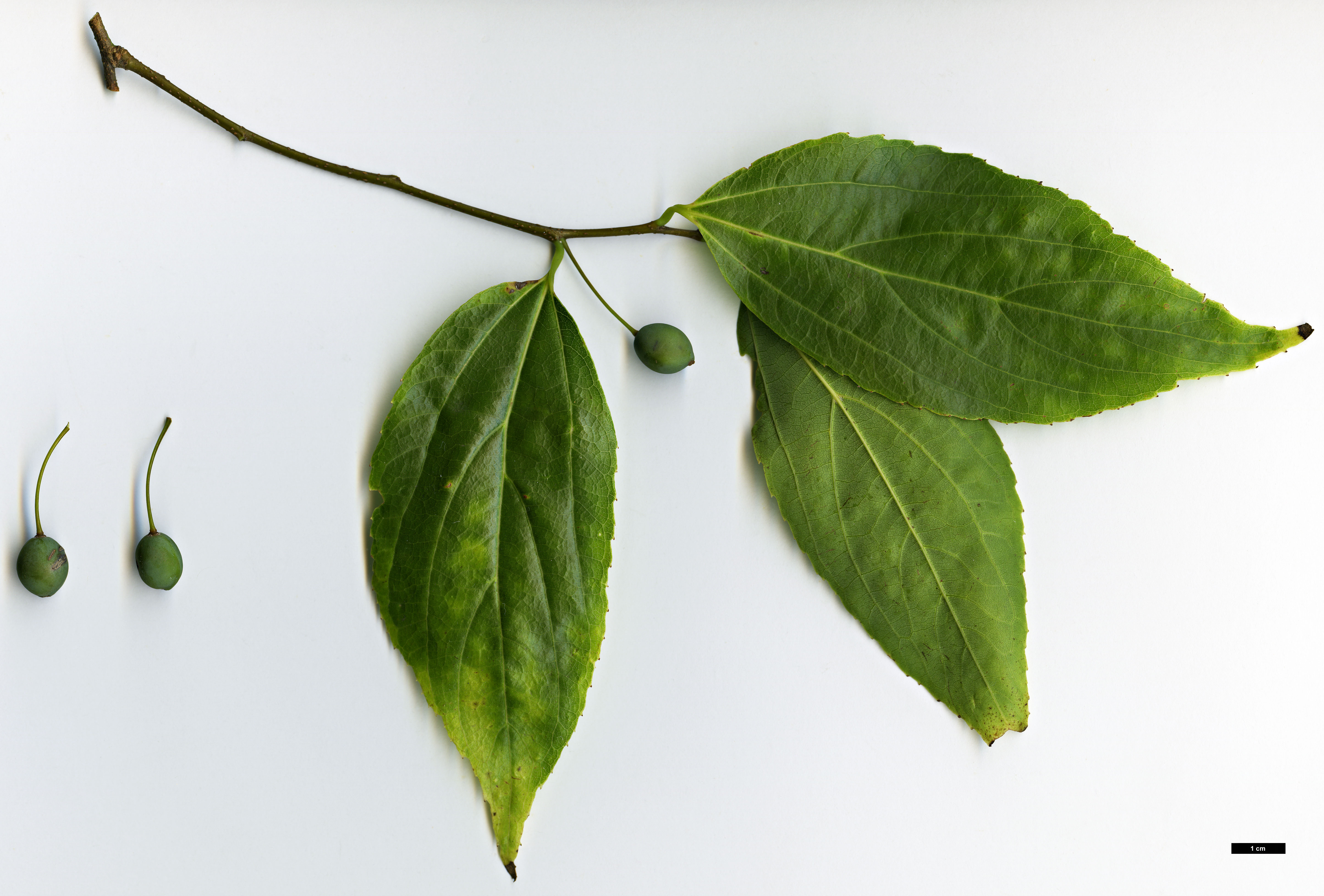 High resolution image: Family: Cannabaceae - Genus: Celtis - Taxon: vandervoetiana